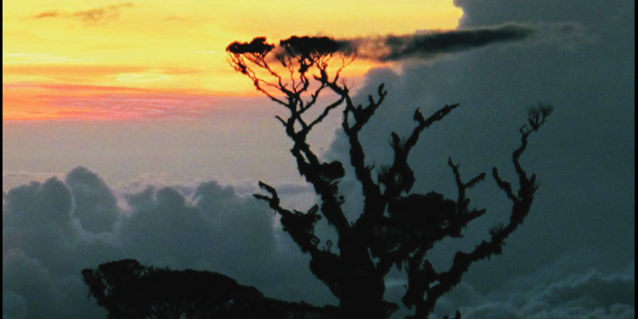 State of PNG Forests Cover