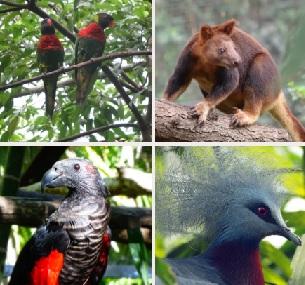 Papua New Guinea National Park Animal Species