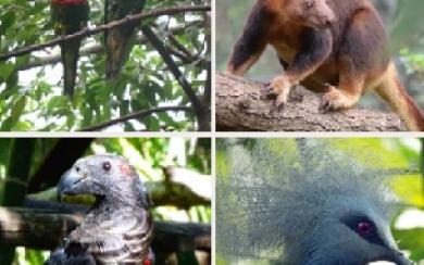Papua New Guinea  National Park Animal Species